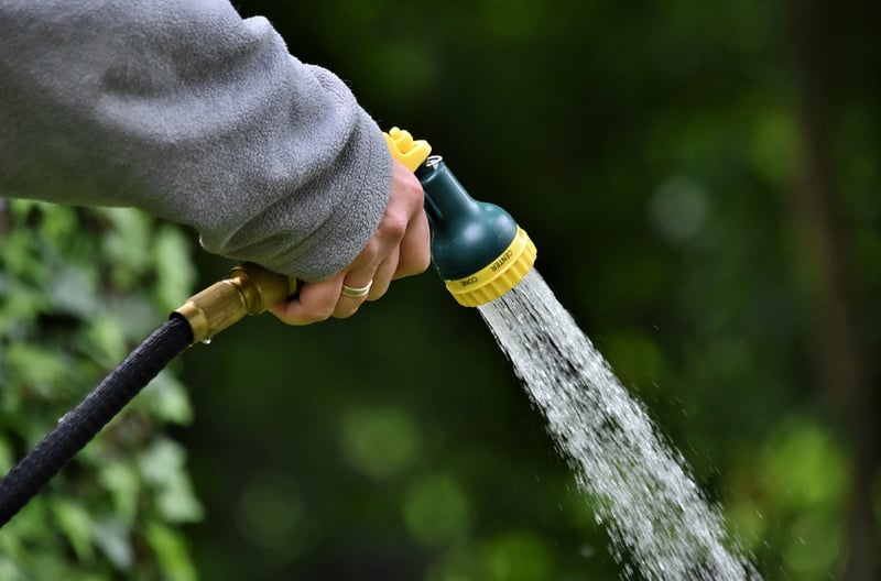 Summer Watering Guide
