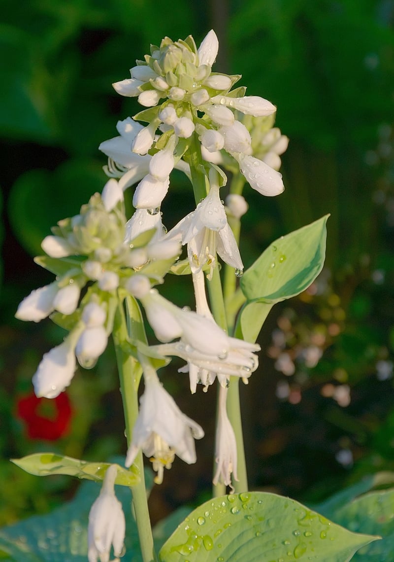 Hosta Plant